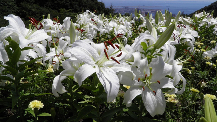 lilii_belosnezhnye_cvety_gorizont_47900_1920x1080 (700x393, 337Kb)