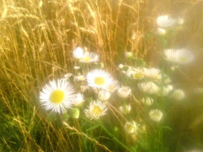 20190726_180444 (700x525, 104Kb)