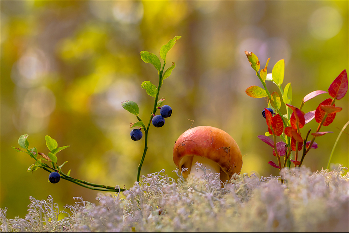 1518338 (700x466, 386Kb)