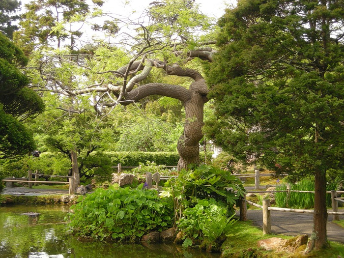 alt="  Japanese Tea Garden  -"