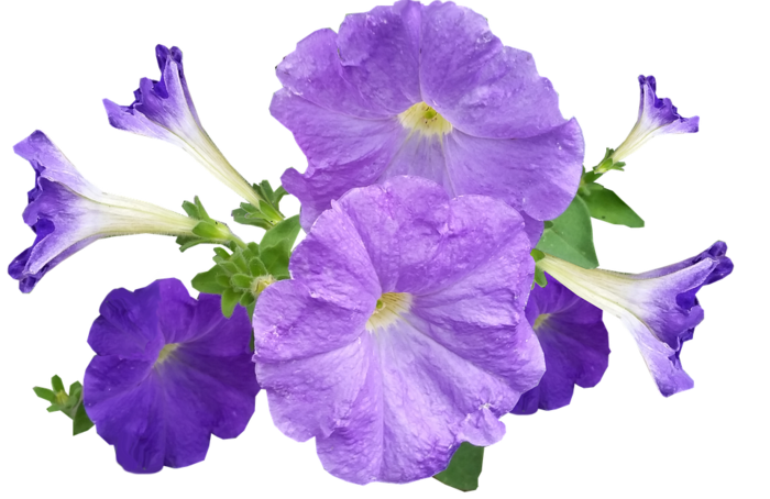 Petunia-PNG-Image (700x454, 380Kb)