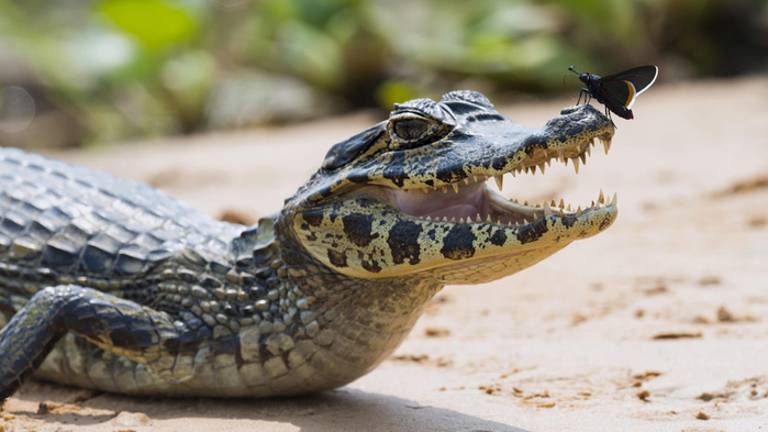 Крокодилы-вегетарианцы (700x393, 279Kb)