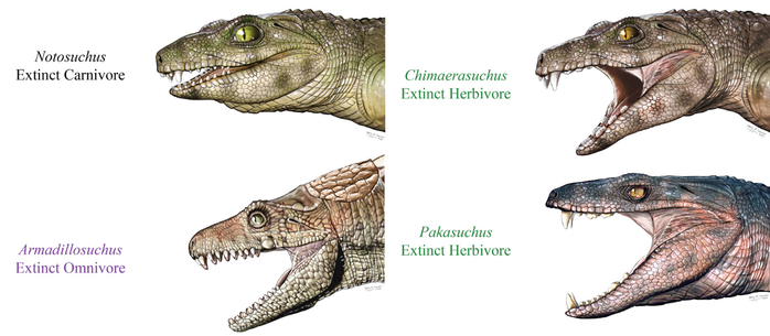 Крокодилы-вегетарианцы2 (700x305, 169Kb)