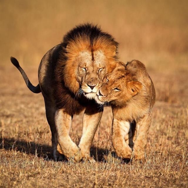 fullsize (1) (640x640, 73Kb)
