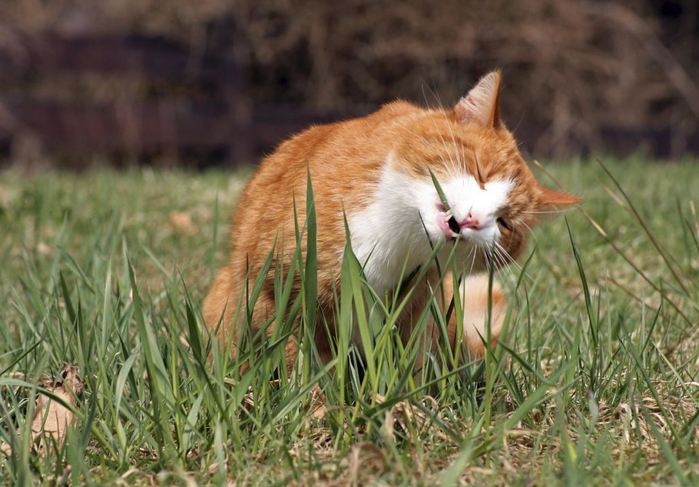 img_why_do_cats_eat_grass_all_possible_reasons_10648_orig (700x487, 350Kb)