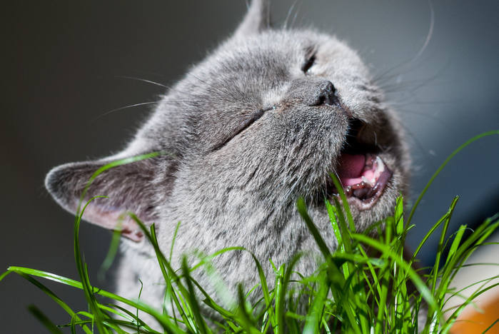 2017Animals___Cats_Cat_Briton_gnaws_green_grass_120542_ (700x468, 377Kb)