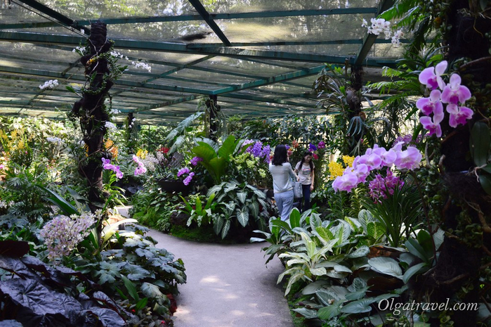 Singapore-National-Orchid-Garden-12 (700x465, 466Kb)
