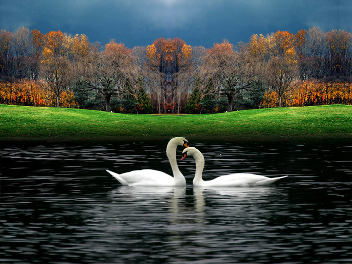 Beautiful-Birds-beautiful-nature-23813827-1600-1200[1] (700x525, 497Kb)