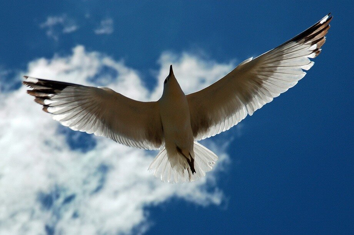 beautiful-nature-60[1] (700x465, 278Kb)