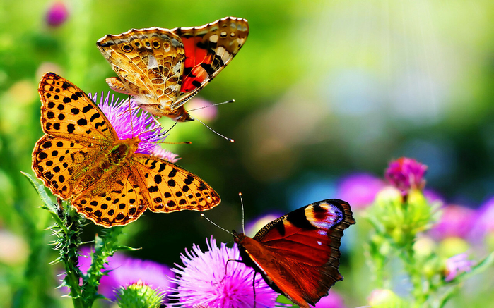 flower-wallpaper-hd-purple-18[1] (700x437, 430Kb)