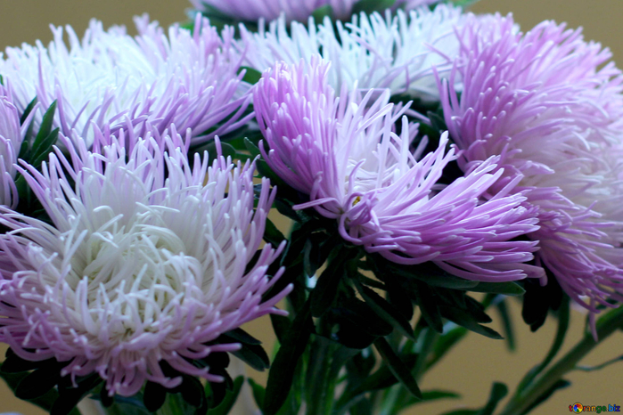 asters-autumn-flowers-fall-39590 (700x466, 418Kb)