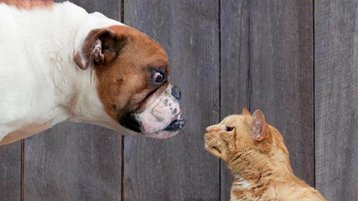 cat-and-dog-58d37ac9357b61014a70e777 (700x393, 39Kb)