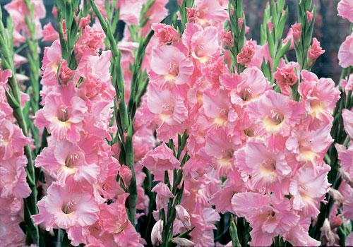 gladiolus1 (500x350, 217Kb)