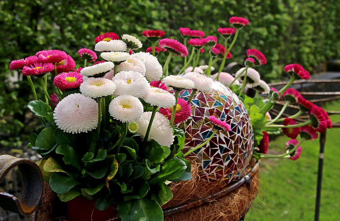 фотонатюрморт маргаритки и другие цветы 26 (700x455, 457Kb)
