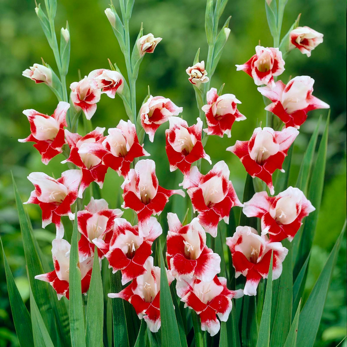 Gladiolus[1]  kopija (700x700, 651Kb)