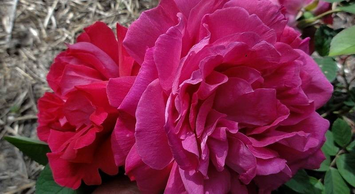 Сорт-розы-Parfum-de-lHay-фото (700x383, 275Kb)