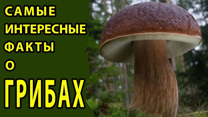 4015725_5 (700x393, 59Kb)