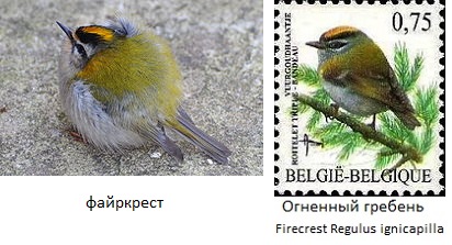 240px-Regulus_ignicapilla_Arundel (412x223, 46Kb)