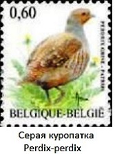 Gray-Partridge-Perdix-perdix (167x223, 18Kb)