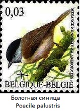 Marsh-Tit-Poecile-palustris (159x220, 24Kb)