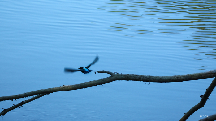 IMG_7202 (700x393, 247Kb)