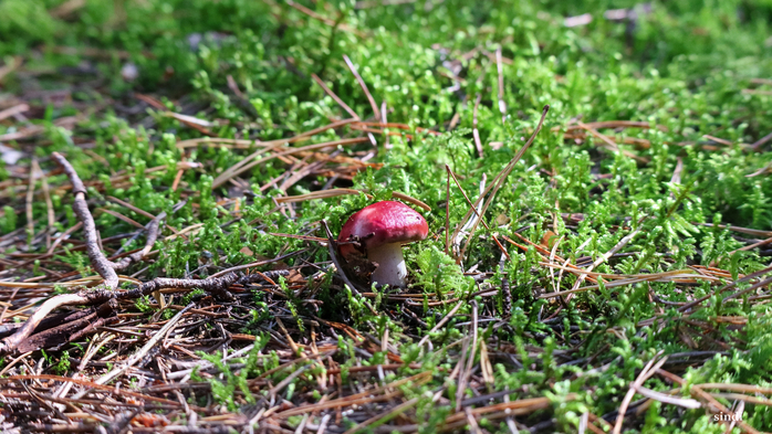 IMG_7231 (700x393, 470Kb)