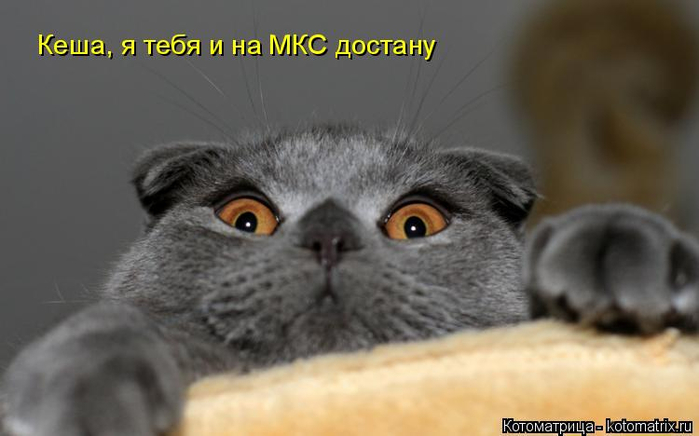 kotomatritsa_0 (700x436, 185Kb)