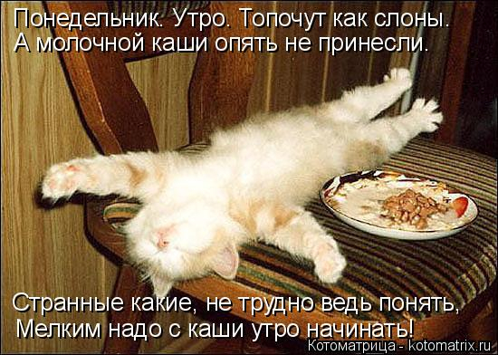 kotomatritsa_B (550x392, 234Kb)