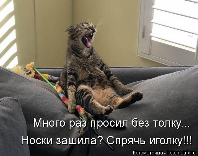 kotomatritsa_M (640x505, 164Kb)