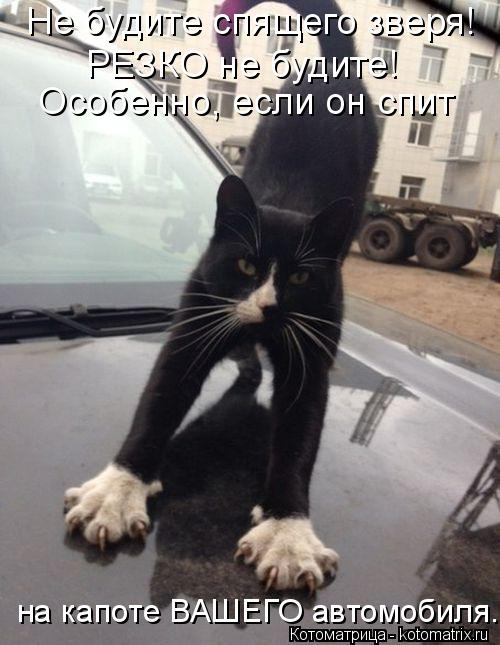 kotomatritsa_O (500x645, 186Kb)