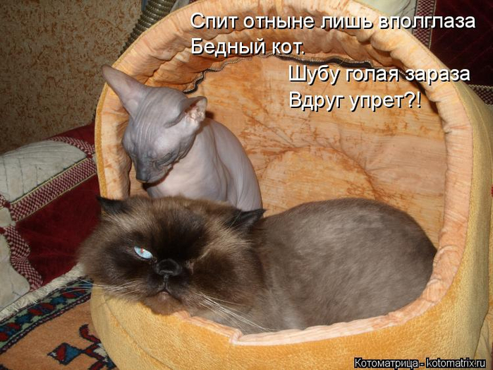kotomatritsa_r9 (700x524, 396Kb)
