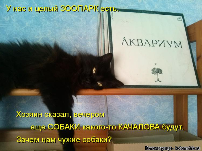 kotomatritsa_T (700x524, 344Kb)