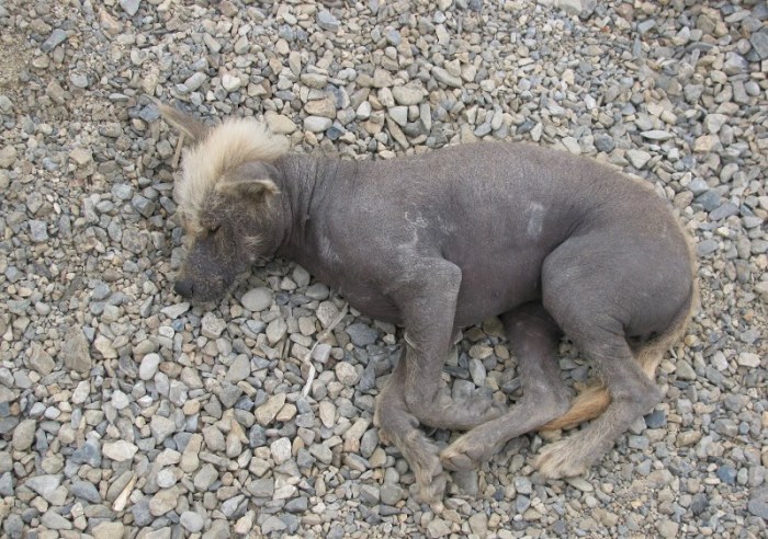 dogs_pery9 (700x492, 133Kb)