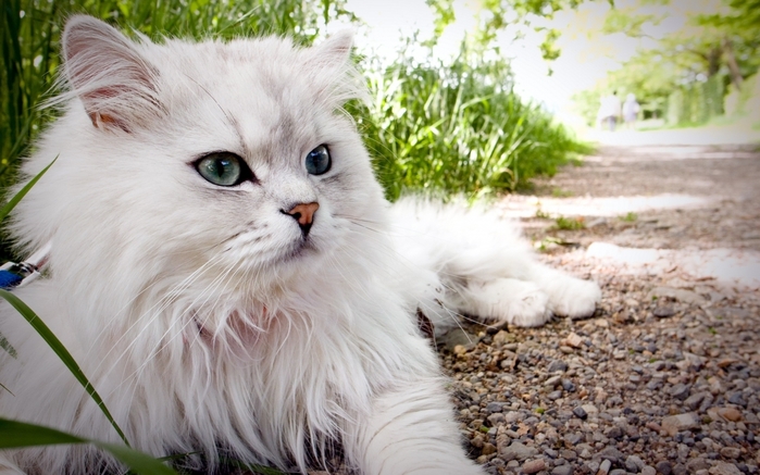 3085196_3314894catfluffybeautifullie (700x437, 245Kb)