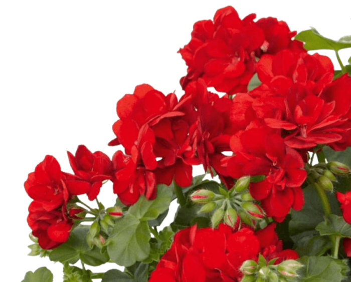 pelargoniya (700x563, 450Kb)