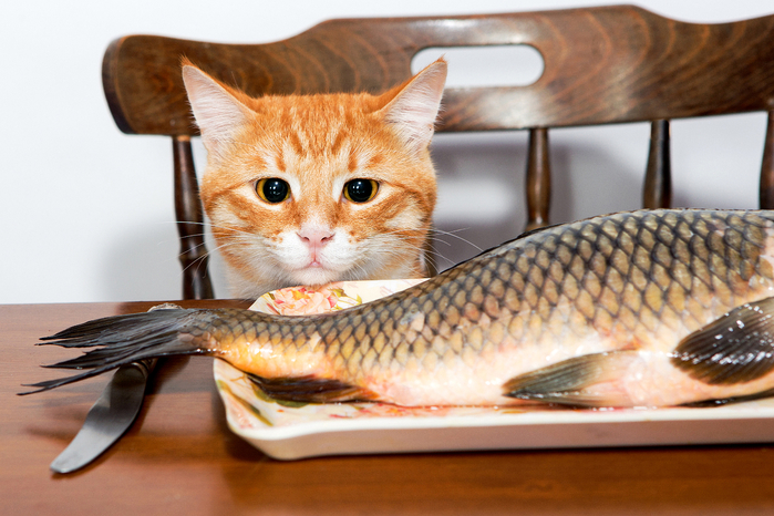 Cats_Fish_Food_Glance_478239 (700x466, 398Kb)