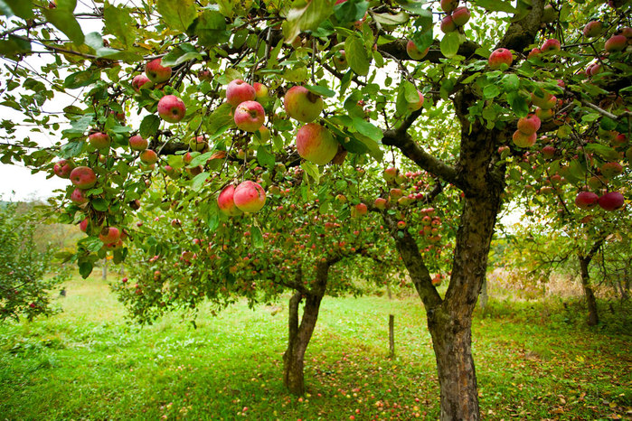 apple-orchard-web (700x466, 211Kb)