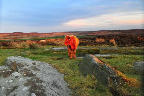 peak-district-views-by (550x366, 156Kb)