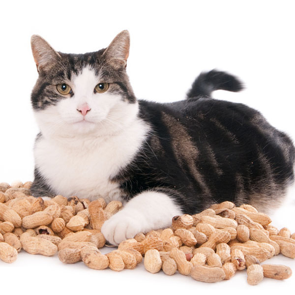 can-cats-eat-peanut-butter-02 (600x600, 143Kb)