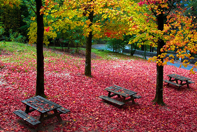 680-fall-leaves-trees-geres-portugal (680x454, 279Kb)
