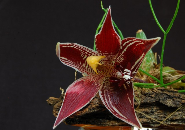 alt="Пафиния — миниатюрная орхидея с огромными цветками"