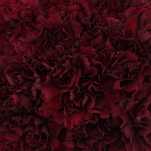 tumblr_pkis8eK9zJ1xb6w5po1_1546123118_cover (500x500, 52Kb)