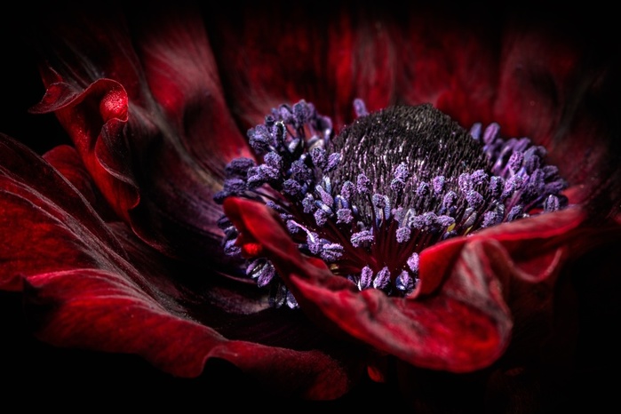 Macro_Closeup_Poppies_532148_4682x3121 (700x466, 92Kb)