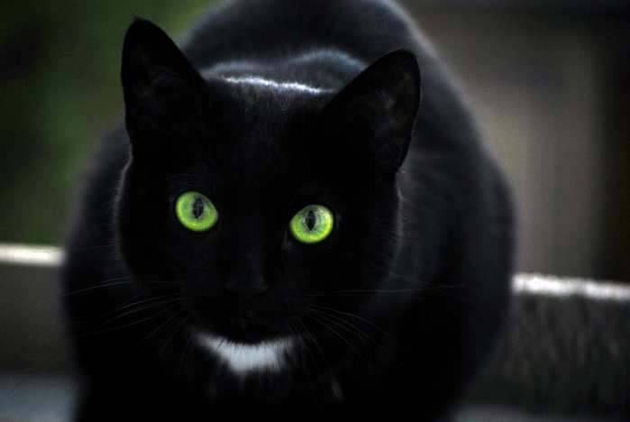 Animals___Cats_Black_cat_with_green_eyes_and_a_white_spot_044871_ (700x468, 276Kb)
