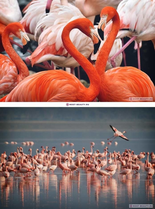 3085196_Flamingo2 (521x700, 256Kb)