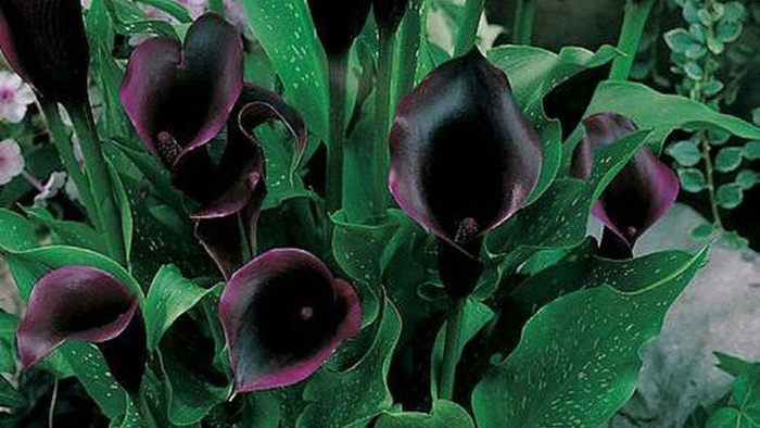 beautiful-black-garden-ideas-08 (700x394, 282Kb)