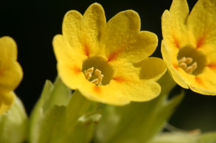 Primula-veris-blomst (700x464, 262Kb)