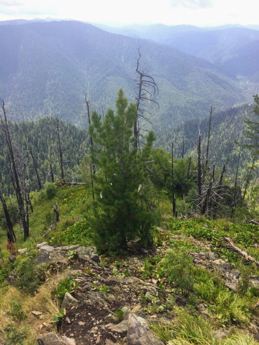 IMG-20190820-WA0122 (1) (525x700, 415Kb)