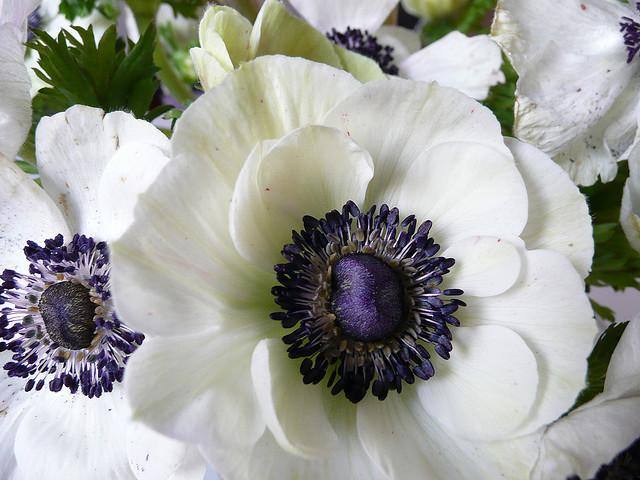 anemone_1 (640x480, 213Kb)