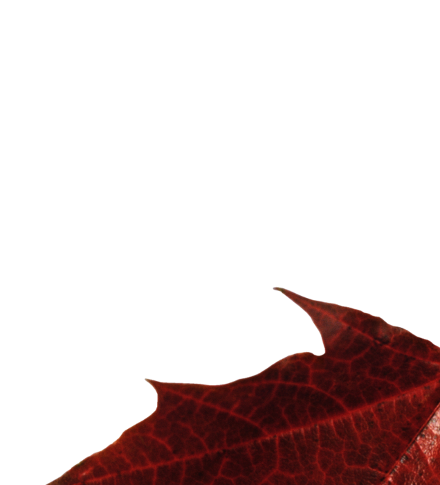 autumn_leaves_006 (636x700, 159Kb)